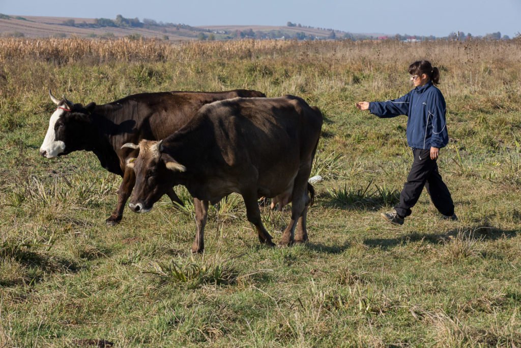 Dana lebt im Haus der Zukunft und verdient sich ein Taschengeld mit dem Hüten der Kühe des Dorfes. (foto: Achim Pohl)
