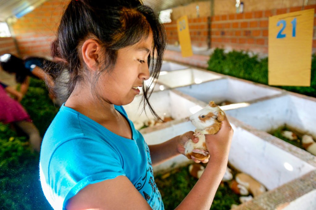 Meerschweinchen (span.: Cuy) sind wichtiger Bestandteil der traditionellen andinen Küche. Ähnlich wie bei uns Hühnchen. Diese hier leben (noch) in der Landwirtschaft des Kinderheims Comunidad La Providencia, Cuatro Esquinas, Departamento Cochabamba, Bolivien. (Foto: Florian Kopp/SMMP) 